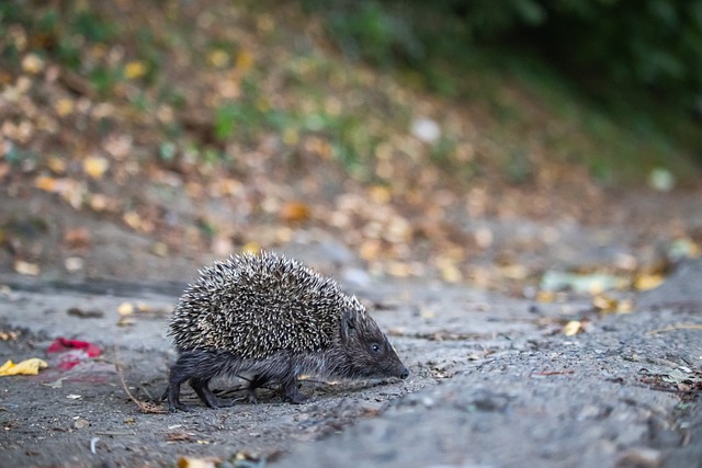 入了新的活 入了新的活